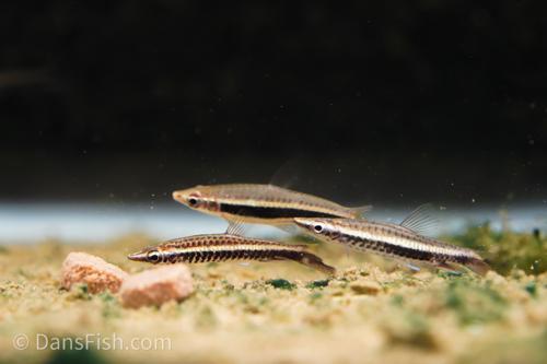 Dip Tail Pencilfish