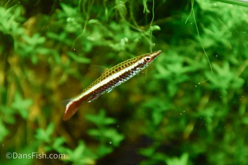 Dip Tail Pencilfish