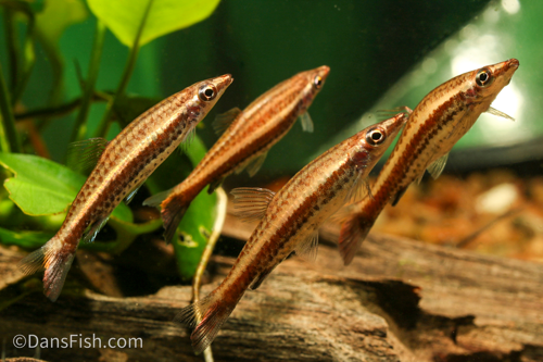 Dip Tail Pencilfish
