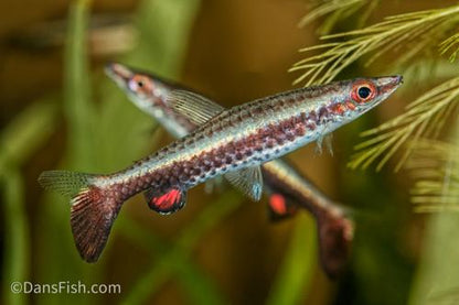 Dip Tail Pencilfish