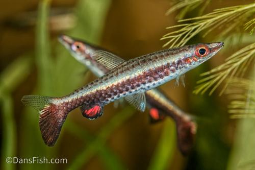 Dip Tail Pencilfish