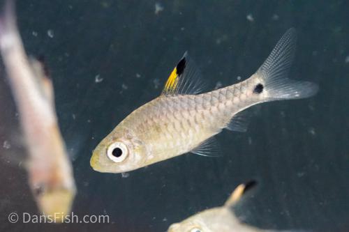 Drape Fin Barb, Male