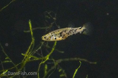 Dusky Millions Fish 'Reticulatus', Pair (1M1F)