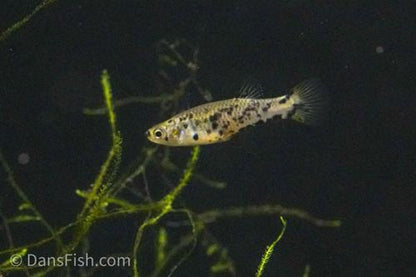 Dusky Millions Fish 'Reticulatus', Pair (1M1F)