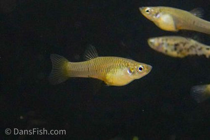 Dusky Millions Fish 'Reticulatus', Pair (1M1F)