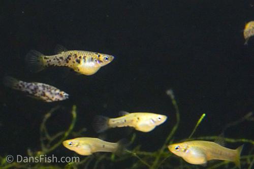 Dusky Millions Fish 'Reticulatus', Pair (1M1F)