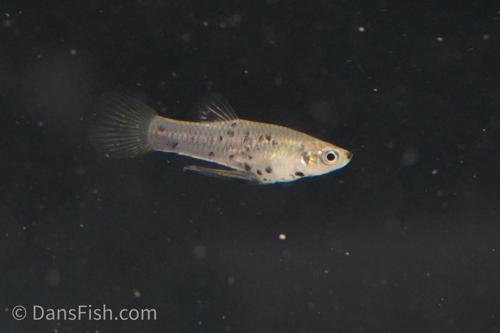 Dusky Millions Fish 'Reticulatus', Pair (1M1F)