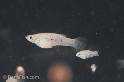 Dusky Millions Fish 'Reticulatus', Pair (1M1F)
