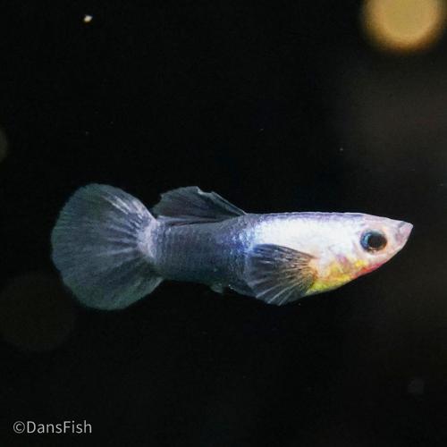 Dwarf Blue Panda Guppy, Male