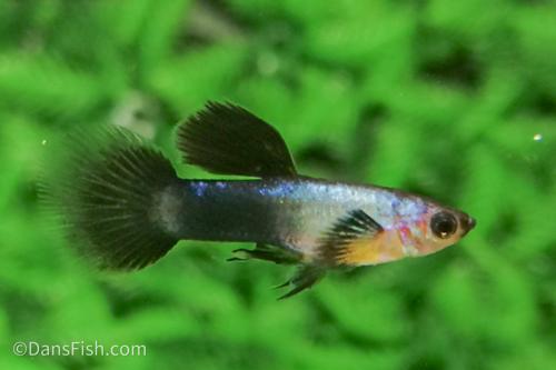 Dwarf Blue Panda Guppy, Male