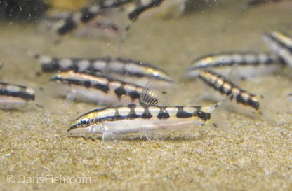 Dwarf Chain Loach