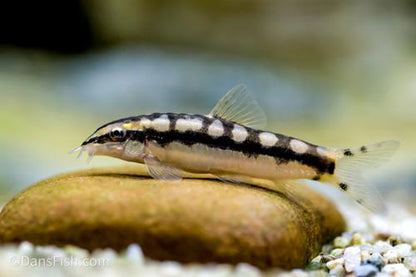 Dwarf Chain Loach