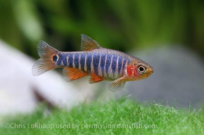 Dwarf Emerald Rasbora