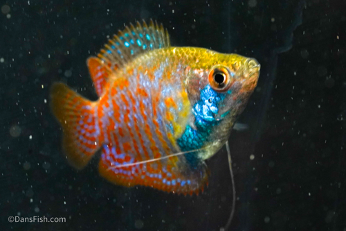 Dwarf Gourami: VIRUS FREE, Male