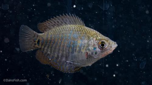 Dwarf Gourami: VIRUS FREE, Male