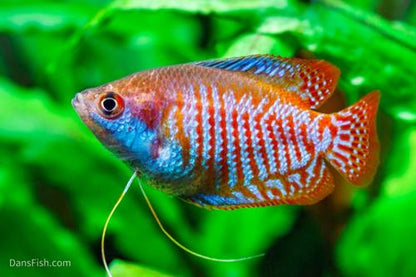 Dwarf Gourami: VIRUS FREE, Male