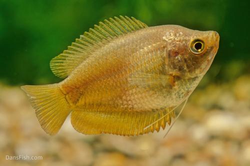 Dwarf Gourami: VIRUS FREE, Male
