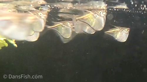 Dwarf Hatchetfish