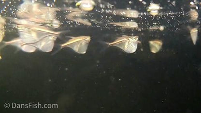 Dwarf Hatchetfish