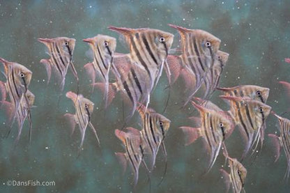 Dwarf Leopoldi Angelfish 'Rio Demini'