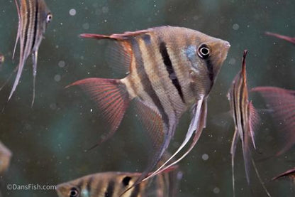 Dwarf Leopoldi Angelfish 'Rio Demini'