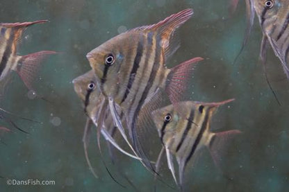 Dwarf Leopoldi Angelfish 'Rio Demini'