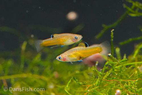 Dwarf Merry Widow, Pair (1M1F)