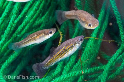 Dwarf Molly-various sizes