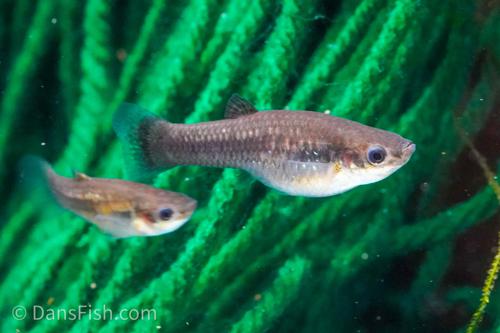 Dwarf Molly-various sizes