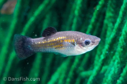 Dwarf Molly-various sizes