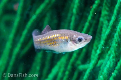 Dwarf Molly-various sizes