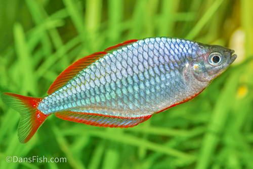 Dwarf Neon Rainbowfish, Pair (1M1F)
