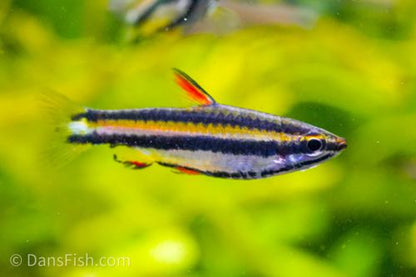 Dwarf Pencilfish 'Alto Nanay'