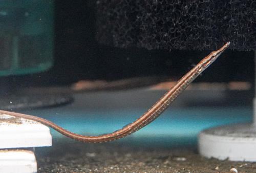Dwarf Pipefish
