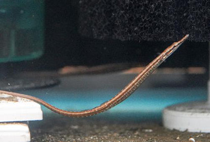 Dwarf Pipefish