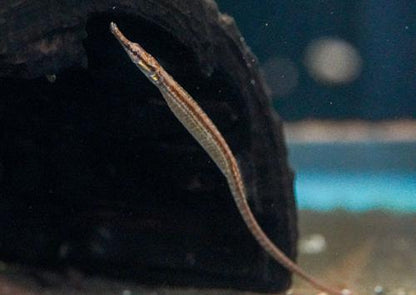 Dwarf Pipefish