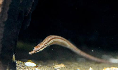 Dwarf Pipefish
