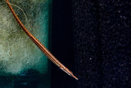 Dwarf Pipefish