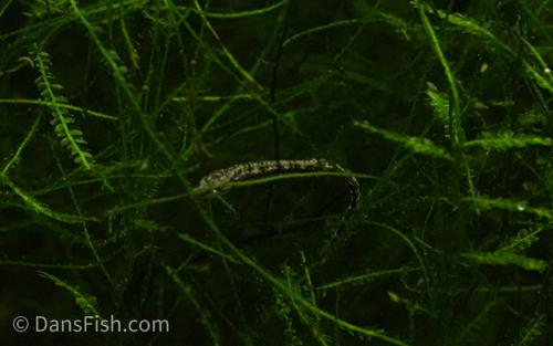 Dwarf Pipefish