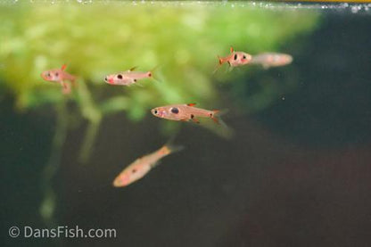 Dwarf Spotted Rasbora
