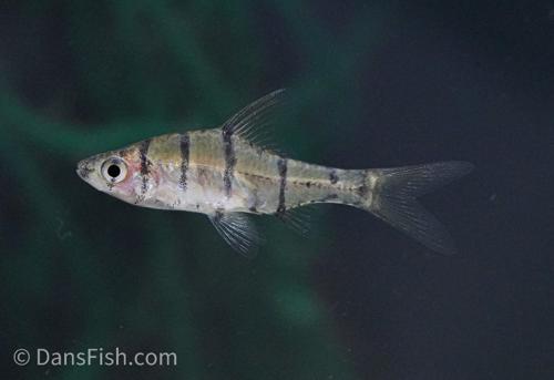 Eight-Banded Barb
