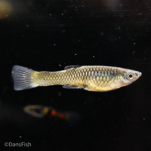 El Tigre Endler's Livebearer, Pair (1M1F)