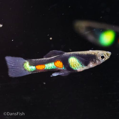 El Tigre Endler's Livebearer, Pair (1M1F)