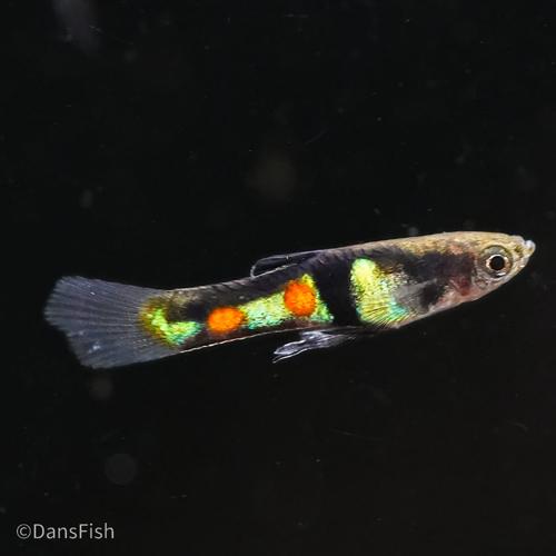 El Tigre Endler's Livebearer, Pair (1M1F)