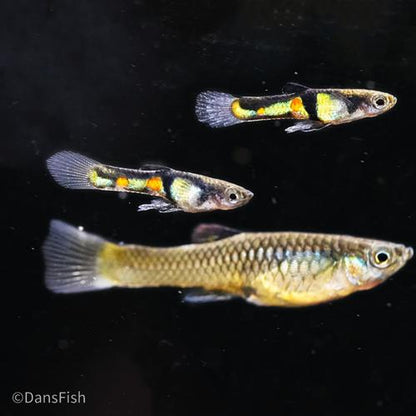 El Tigre Endler's Livebearer, Pair (1M1F)