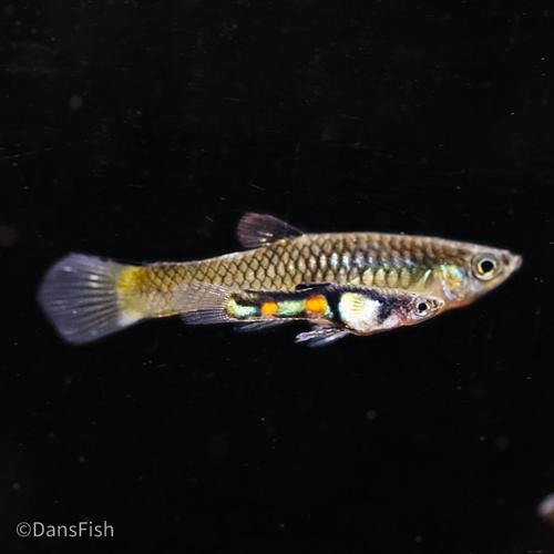 El Tigre Endler's Livebearer, Pair (1M1F)