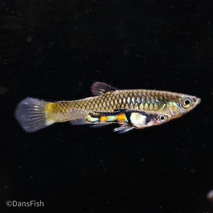 El Tigre Endler's Livebearer, Pair (1M1F)