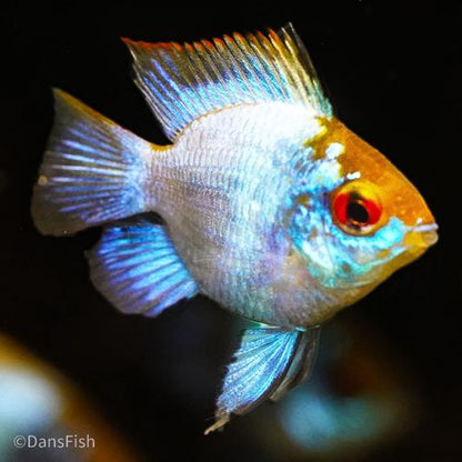 Electric Blue Balloon Ram
