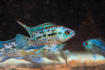 Electric Blue Jack Dempsey