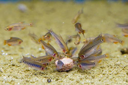 Dwarf Emerald Rasbora